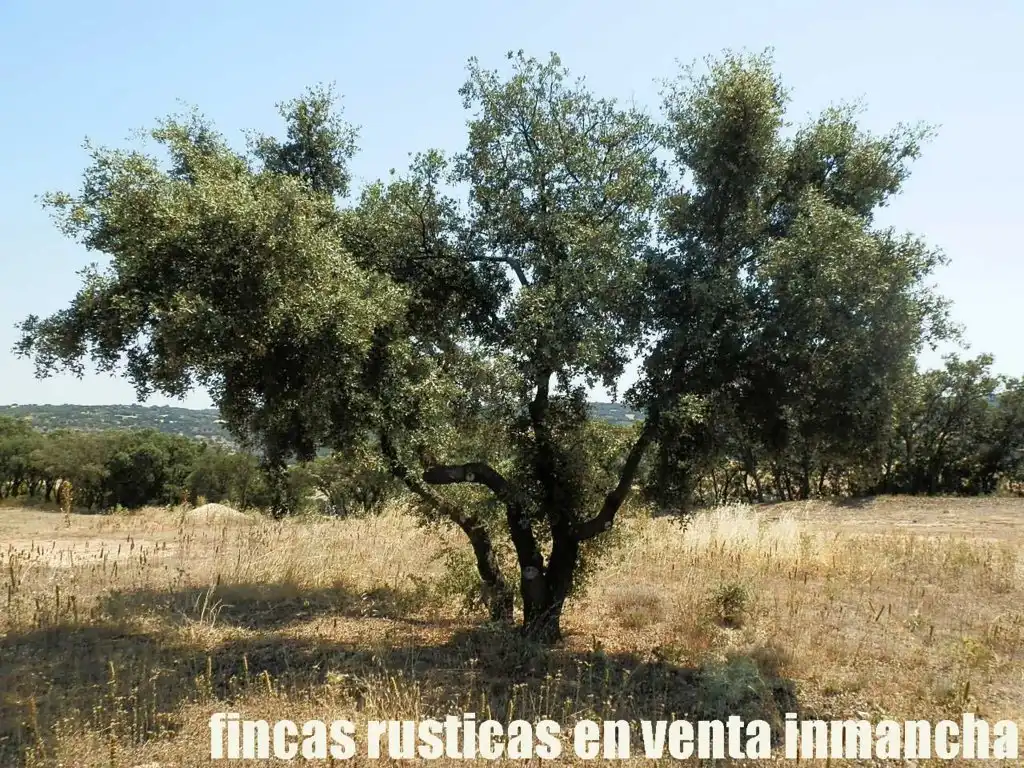 Rustikales Grundstück zum Verkauf in Alcocer, imagen 8