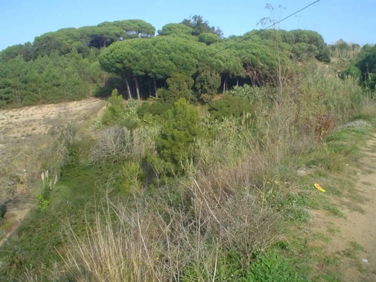 Rural land for sale in Calle JOAN ALCOVER, imagen 6