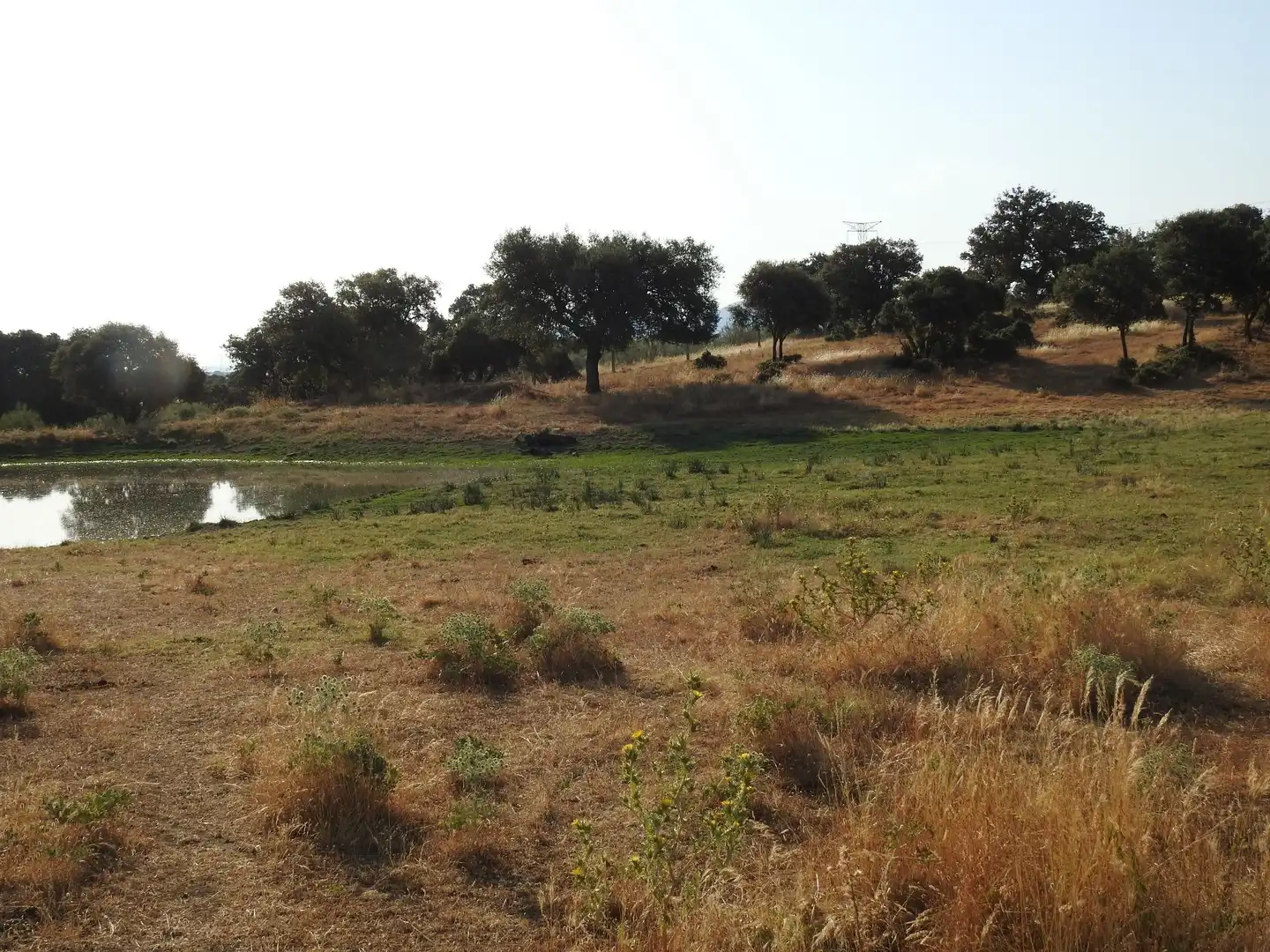 Land for sale in Villar del Pedroso