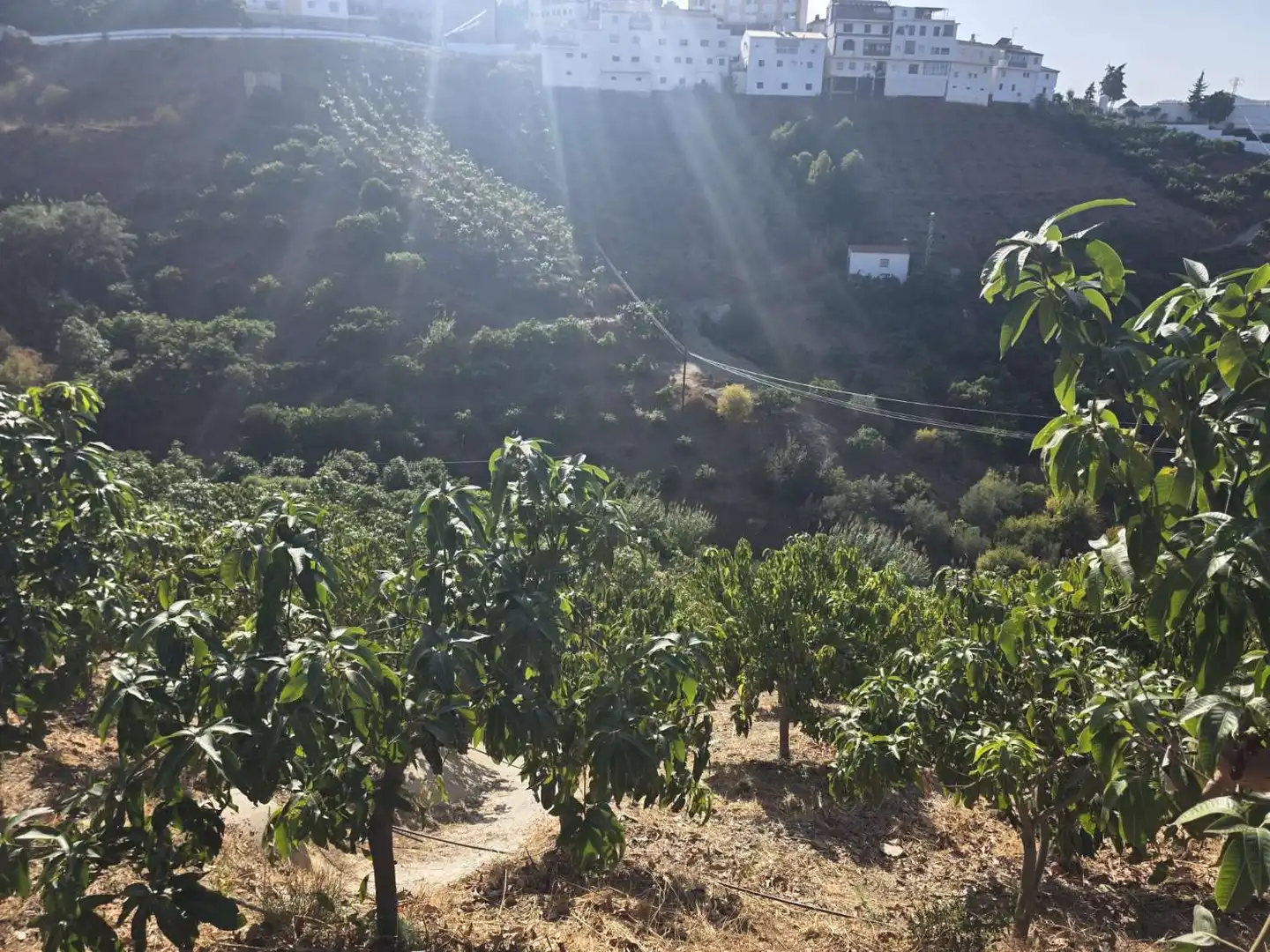 Jardín de Finca rústica en venta en Benamocarra con Terraza y Piscina