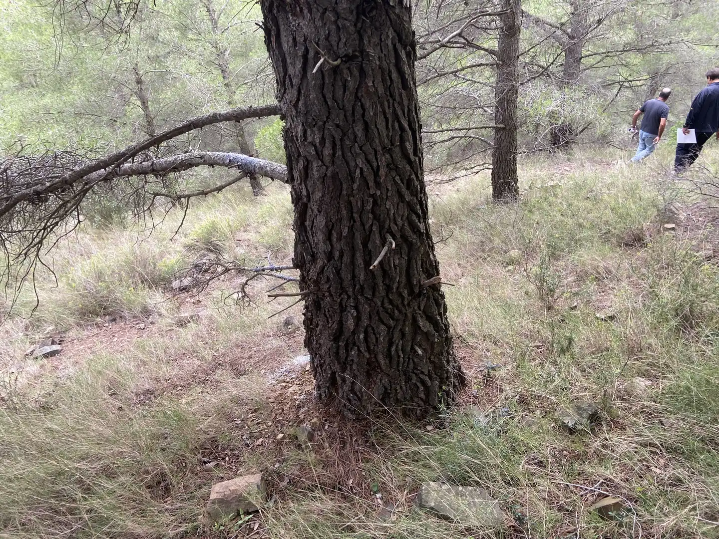 Terreno rustico in vendita a Riudecols, imagen 2