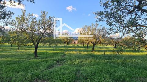 Photo 5 of Country homes for sale in Es Blanquer, Inca