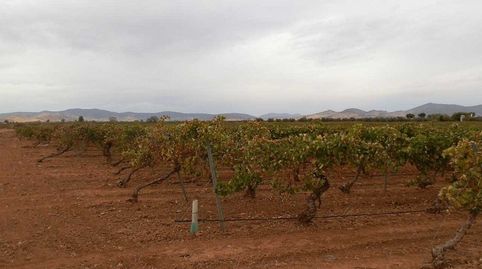 finca en venta viña en espaldera regadío en Ciudad Real, immagine 5