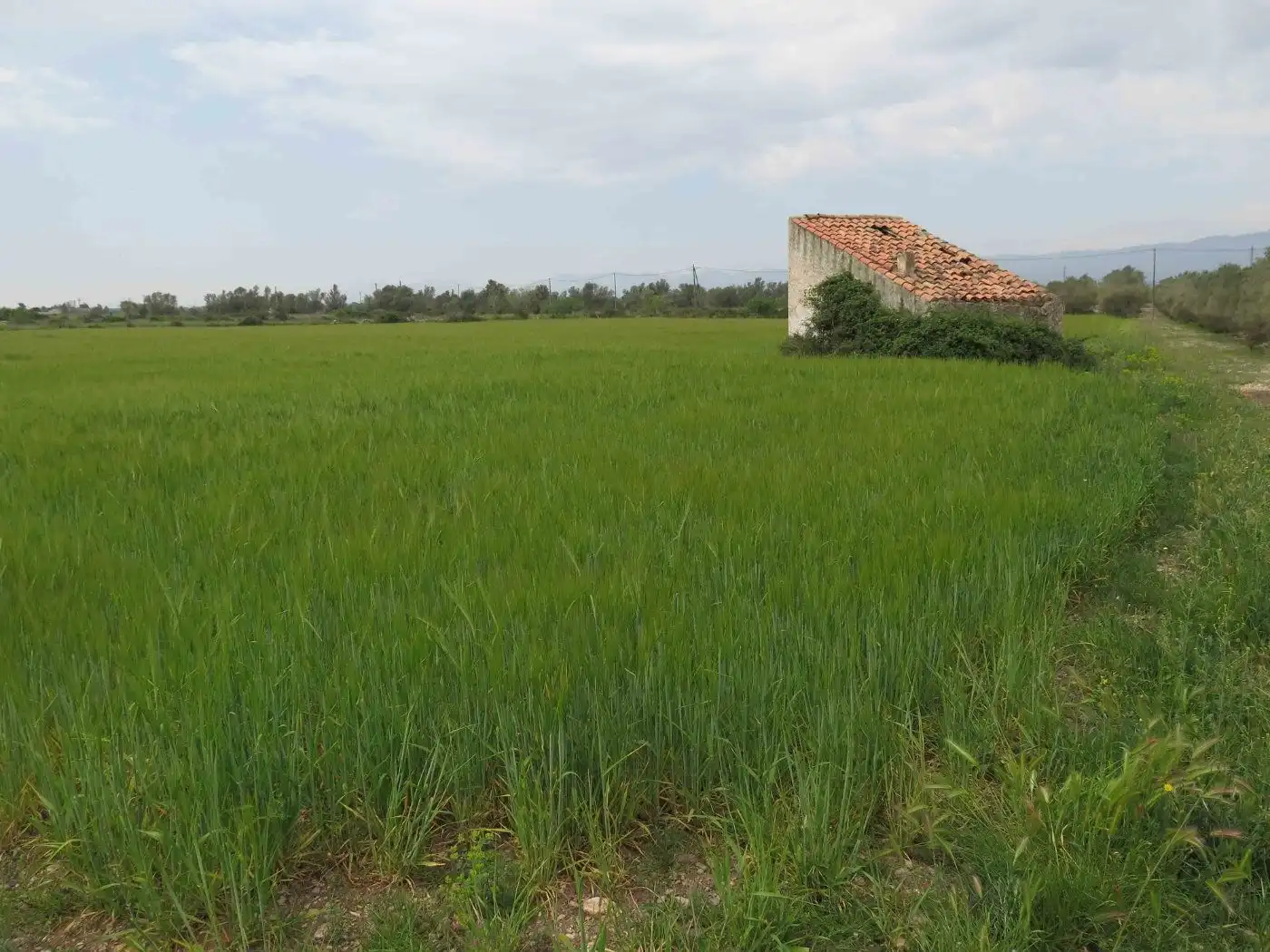 Rustikales Grundstück zum Verkauf in Camí Miliana 1, imagen 2