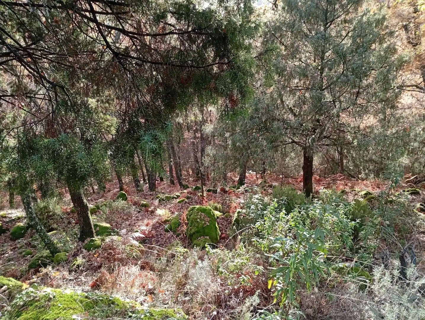 Terreni e lotti in vendita a Villanueva de la Vera, imagen 16