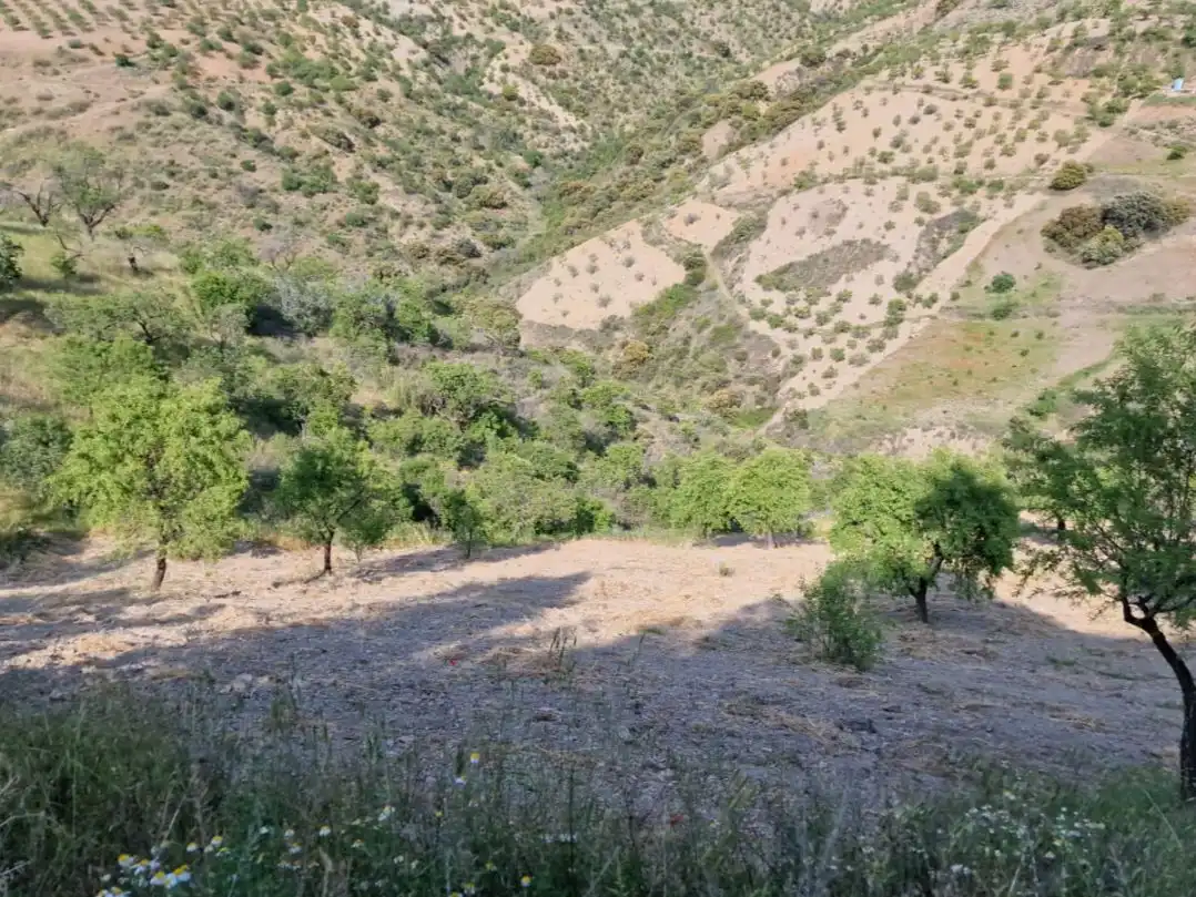 Land for sale in Cástaras