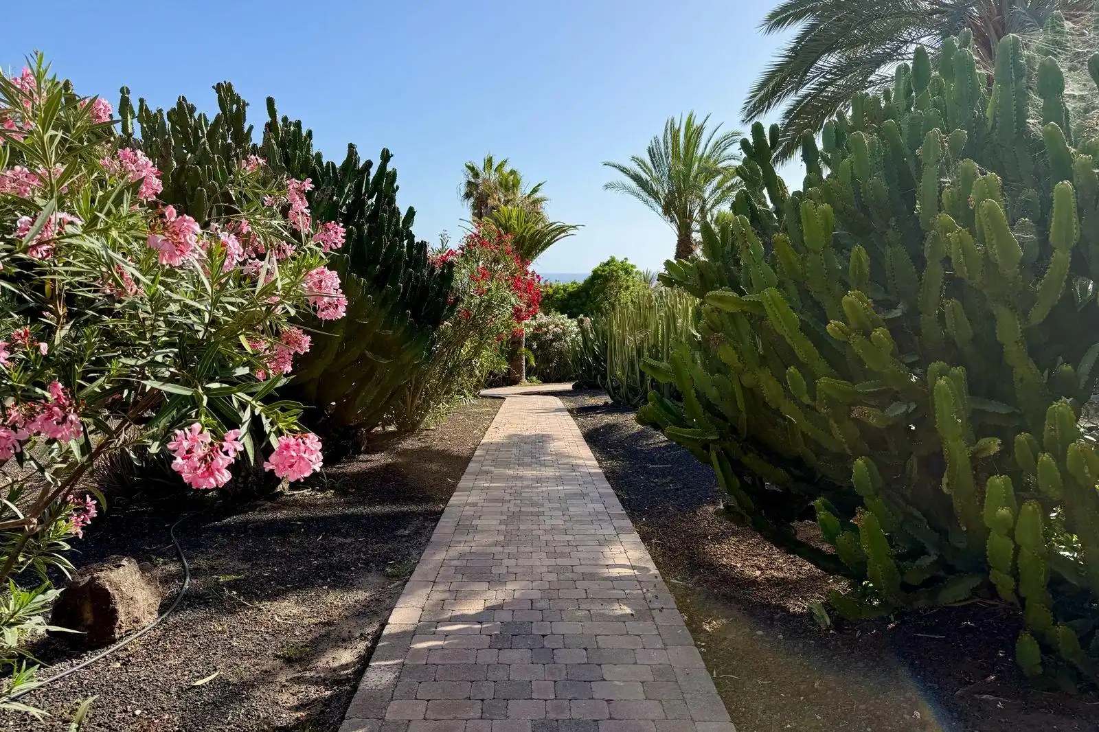 Garden of Apartments for sale in Adeje  with Community pool