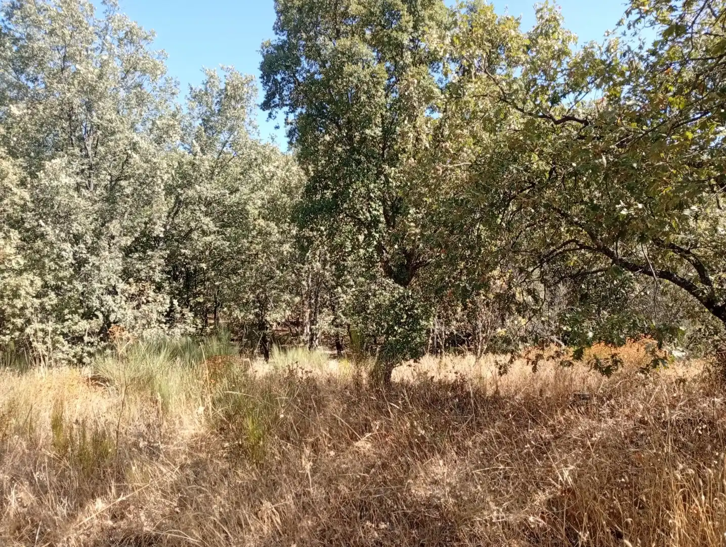 Terreni e lotti in vendita a Villanueva de la Vera, imagen 121
