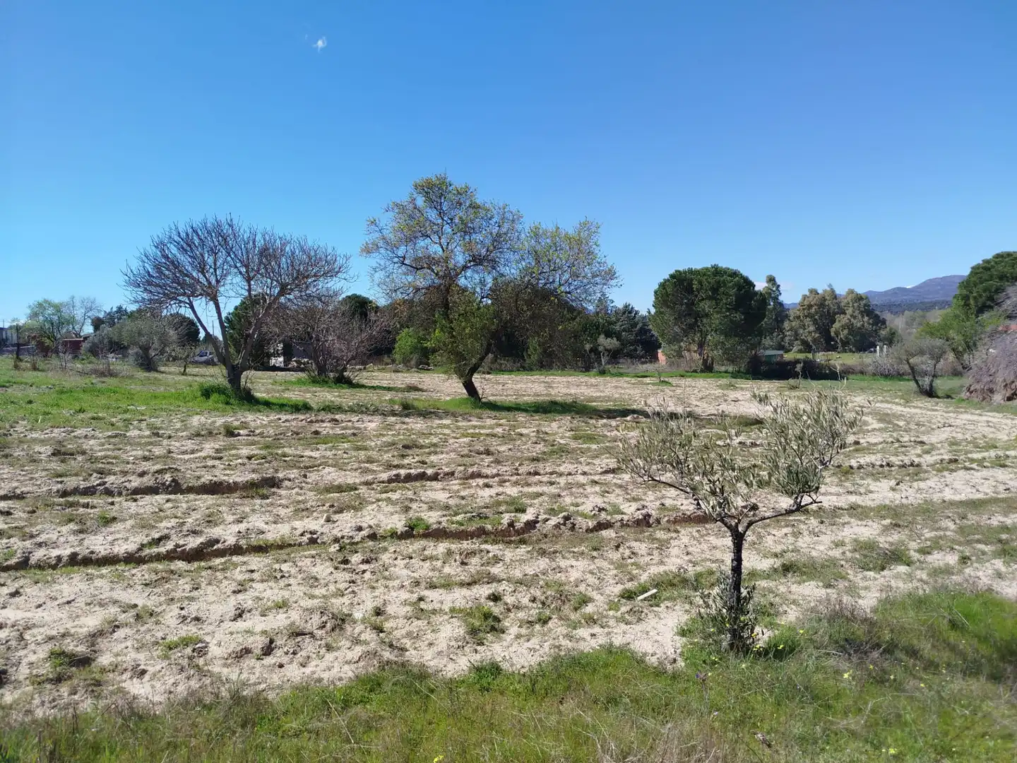 Land for sale in Escalona