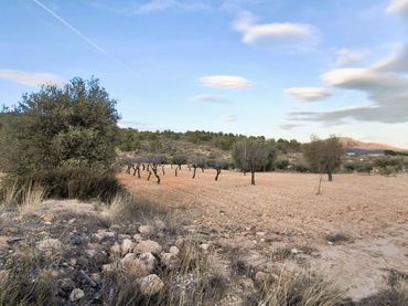 Terreno rustico in vendita a Yecla