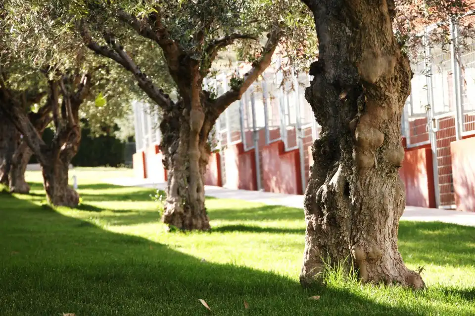 Garden of Land for sale in Rivas-Vaciamadrid