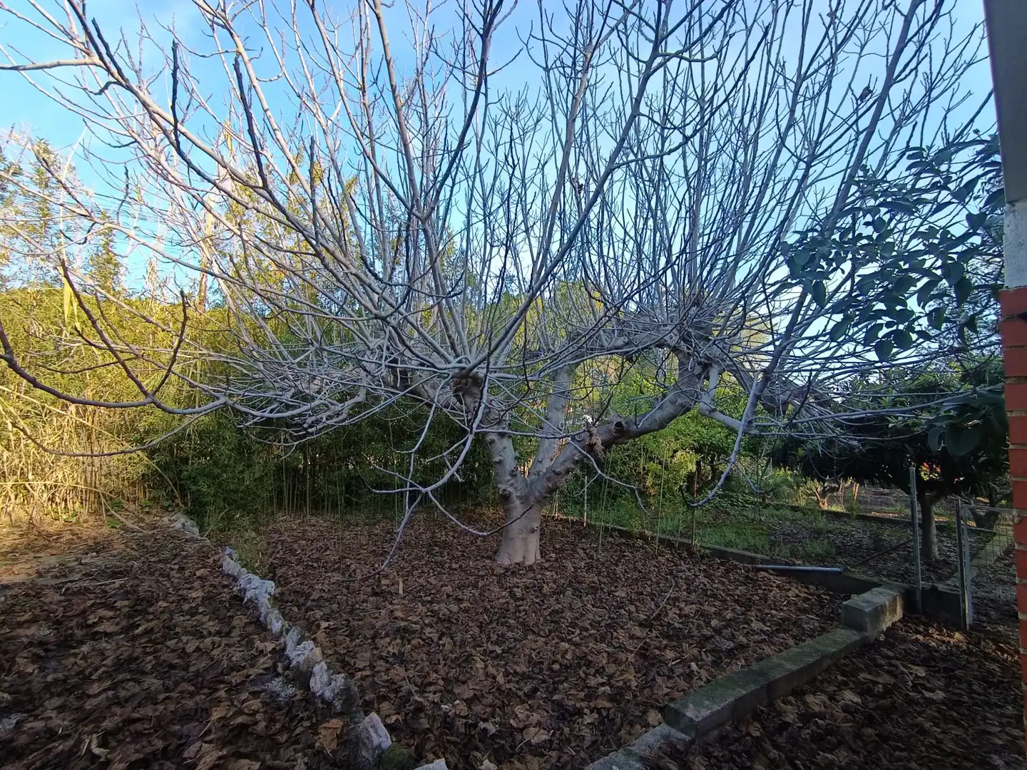 Jardí de Casa o xalet en venda en Bétera amb Piscina