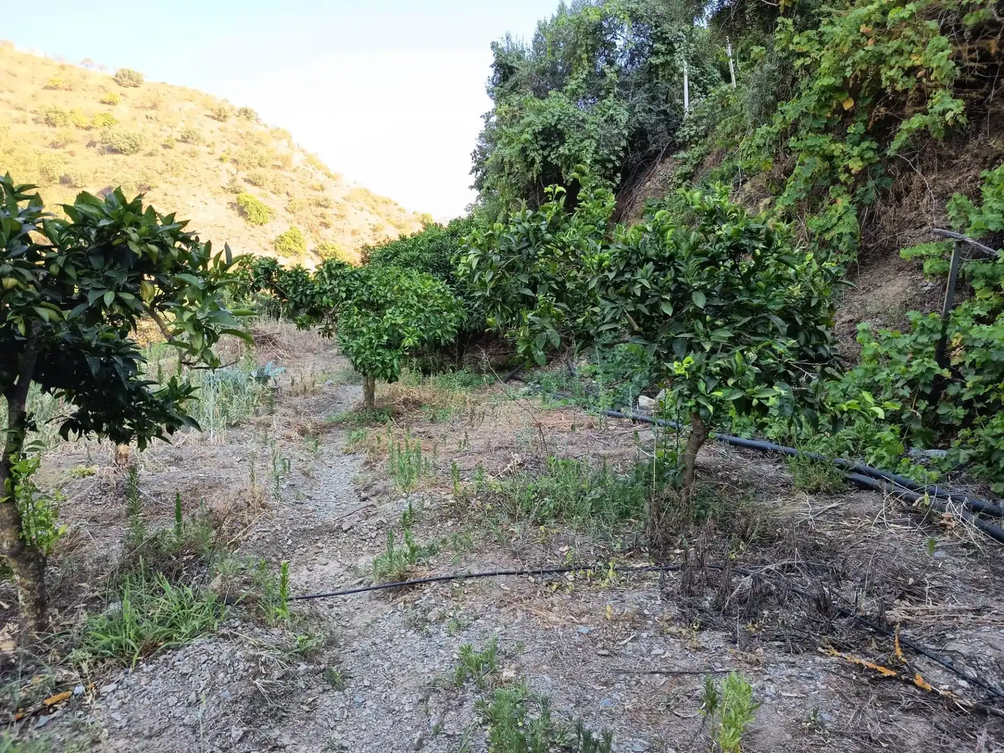 Terrenys i solars en venda a Canillas de Aceituno, imagen 34