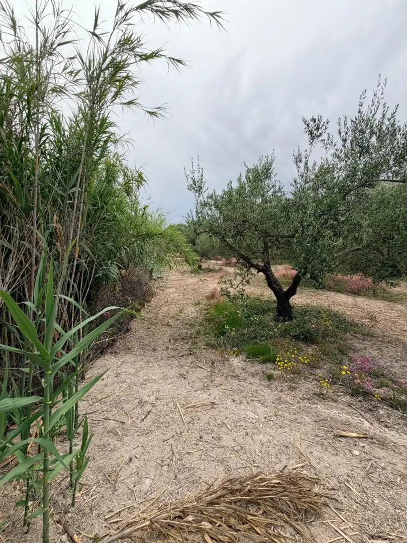 Terreno residenziale in vendita a Albaida, imagen 8