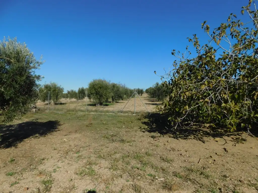 Casa o chalet en venta en La Haba  con Jardín privado y Trastero