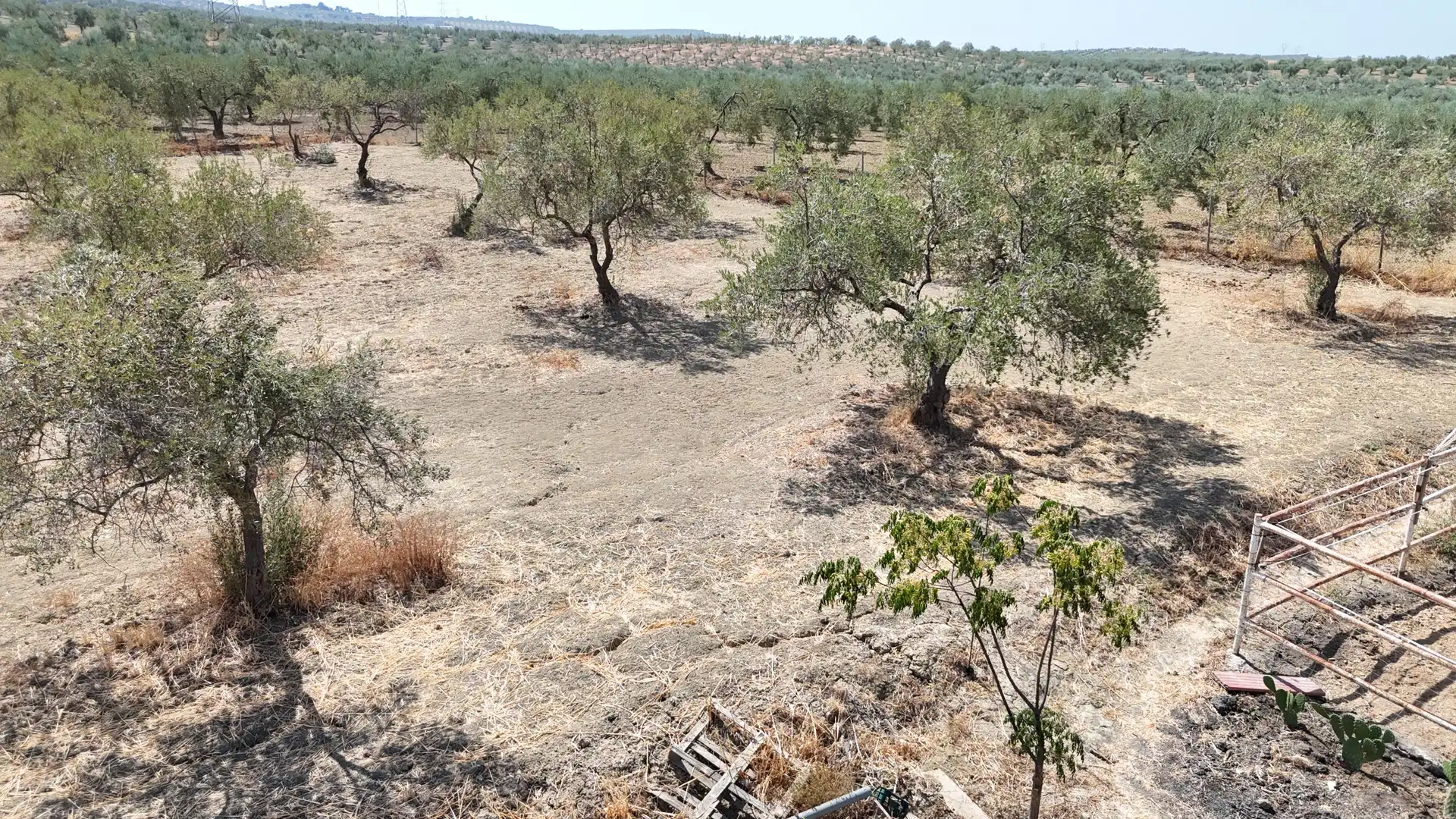 Rural land for sale in Polígono 12 Parcela 177 LA CORIANA. OLIVARES (SEV, imagen 23