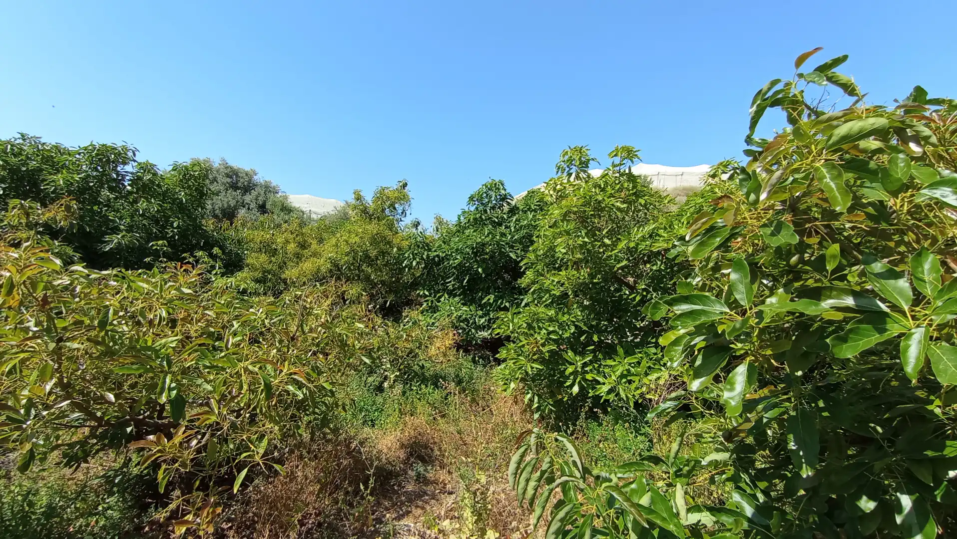 Terrain rustique à vendre à Lagos, imagen 9