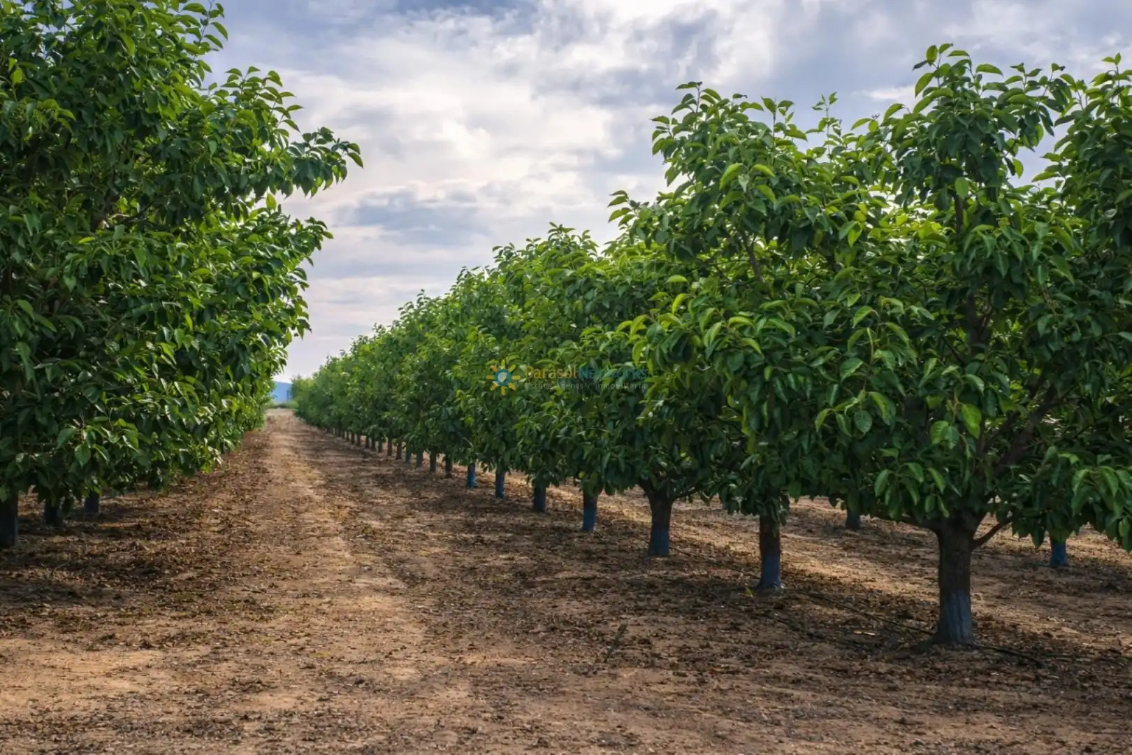 Vista exterior de Finca rústica en venda en Benigànim amb Traster