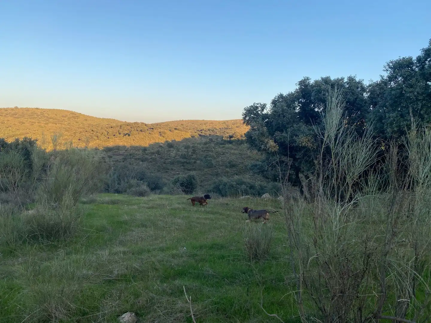 Terreni e lotti in vendita a Villar del Pedroso, imagen 4
