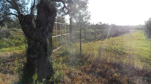 Foto 2 de Terreny en venda a Bollullos de la Mitación, Sevilla