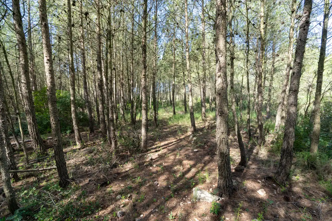 Maison rustique avec jardin à vendre à CV-590 41, imagen 41