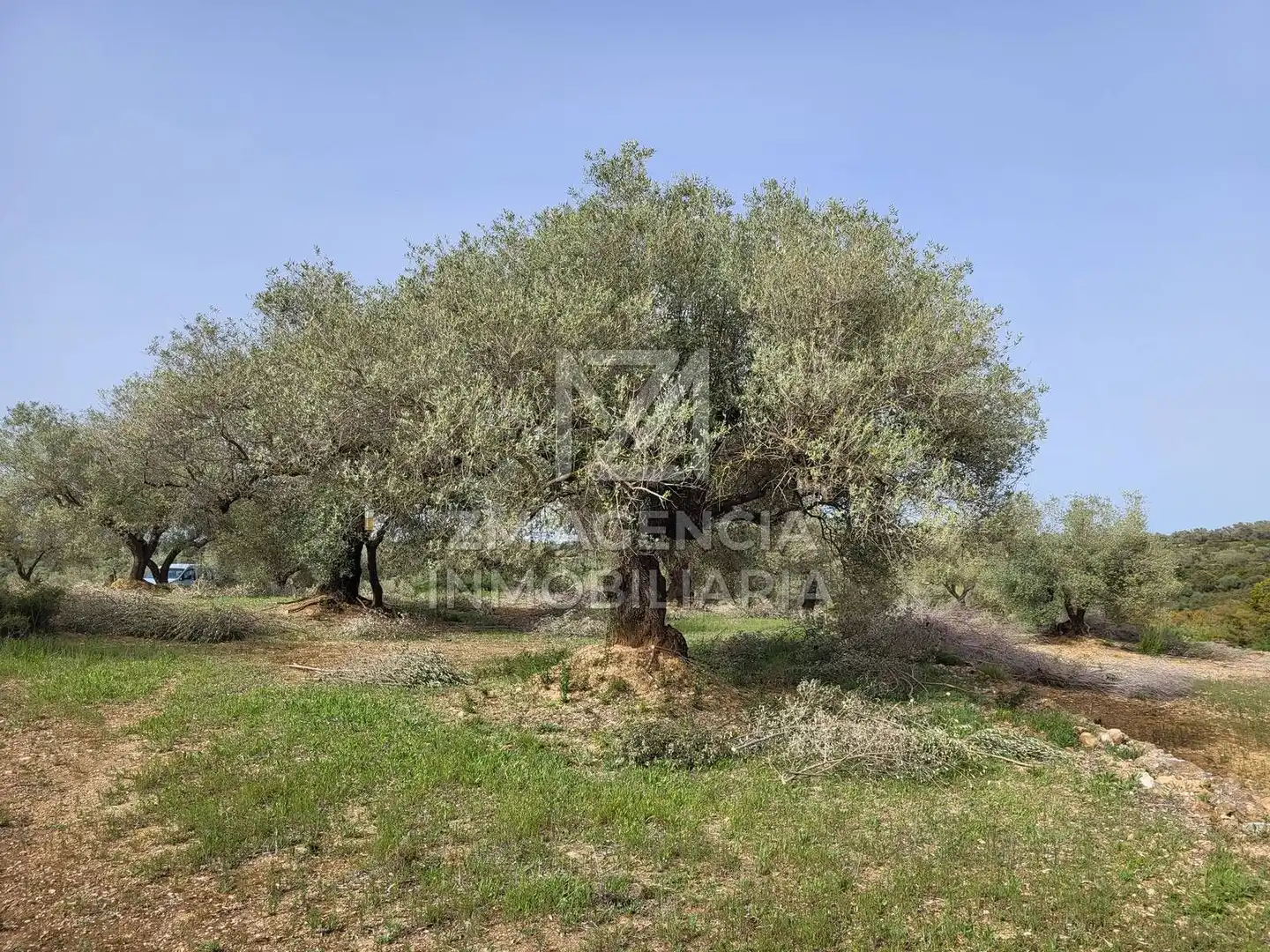 Terreno rustico in vendita a Corral de la Culla, imagen 6