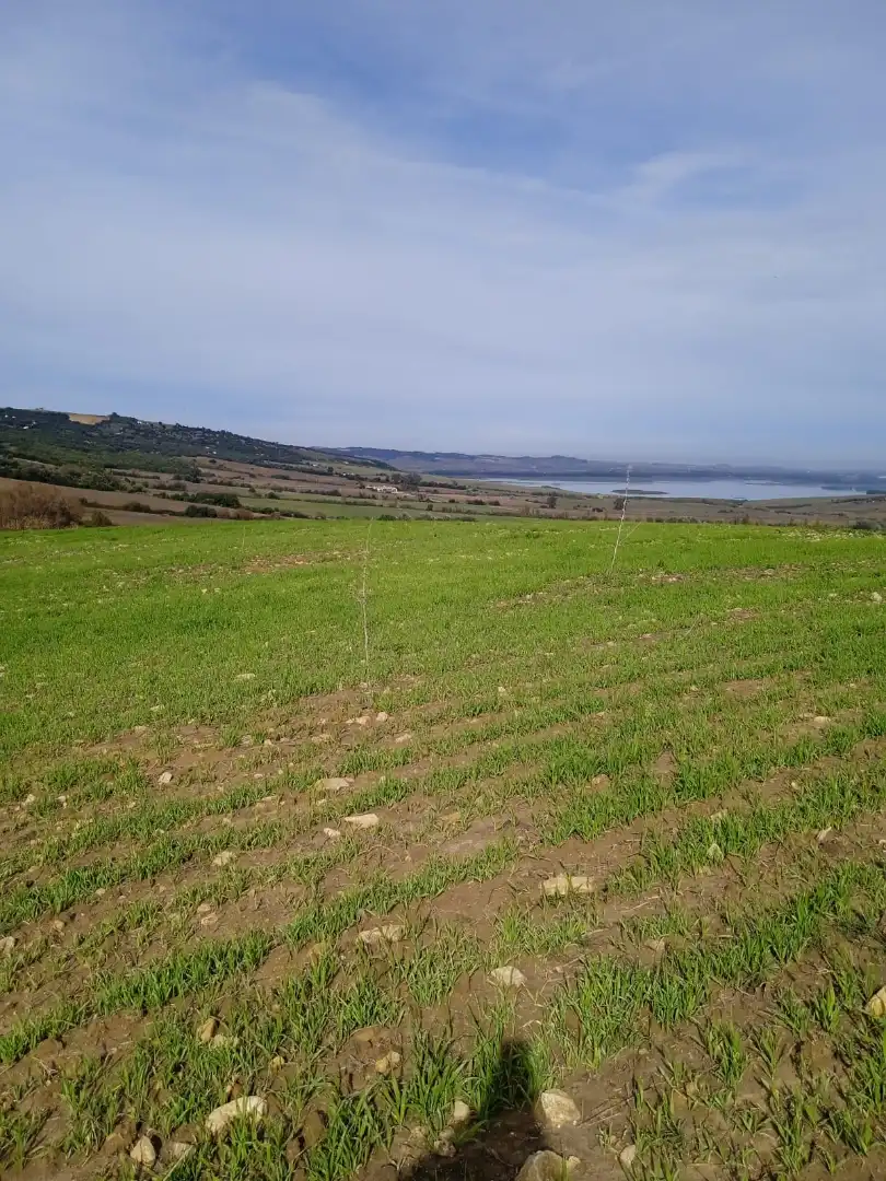 Terreny rústic en venda a Arcos de la Frontera, imagen 4