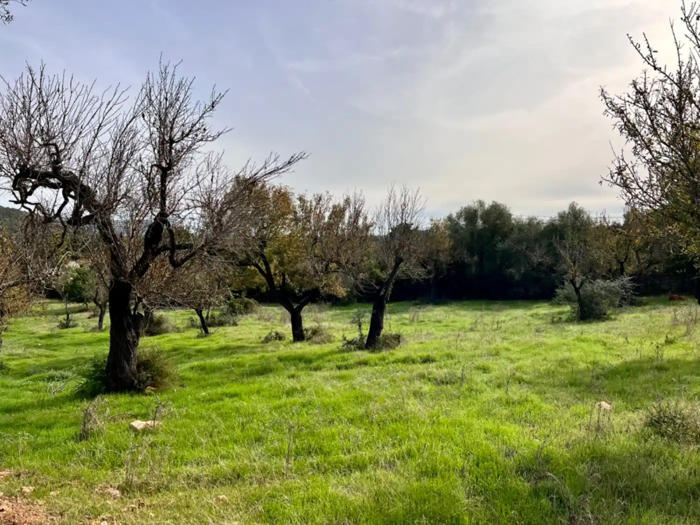 Casa rustica in vendita a Campanet, imagen 3