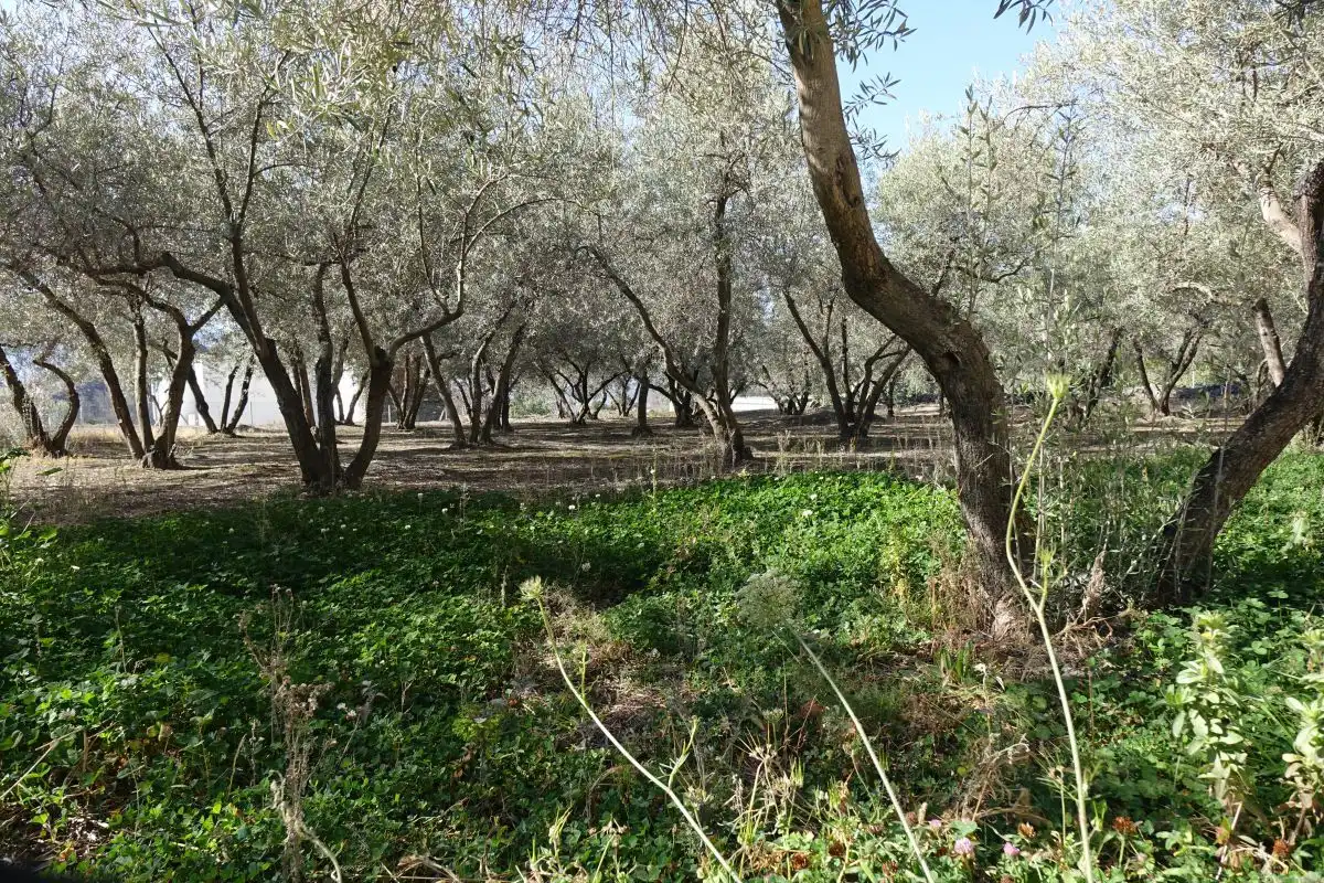 Rural land for sale in Órgiva, imagen 5