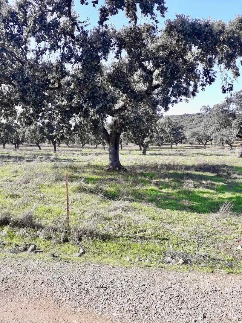 Rural land for sale in Fuente Obejuna, imagen 26