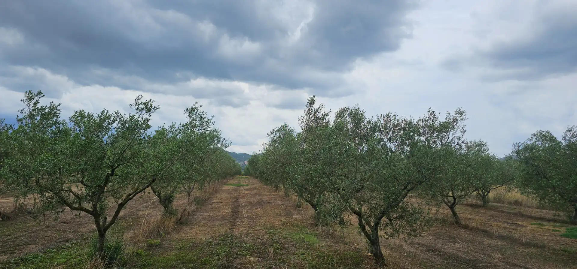 Land for sale in Móra d'Ebre