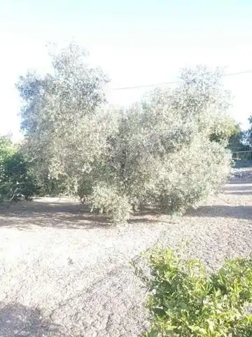 Landhaus zum Verkauf in Callosa de Segura, imagen 3