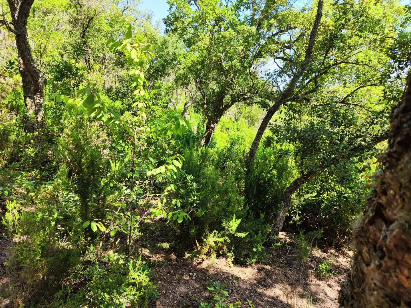 Lands and plots for sale in Llagostera, imagen 11