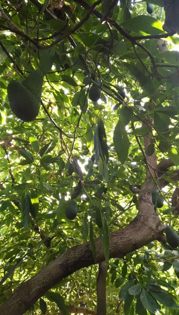 Finca rústica en venta en Altos de Estepona