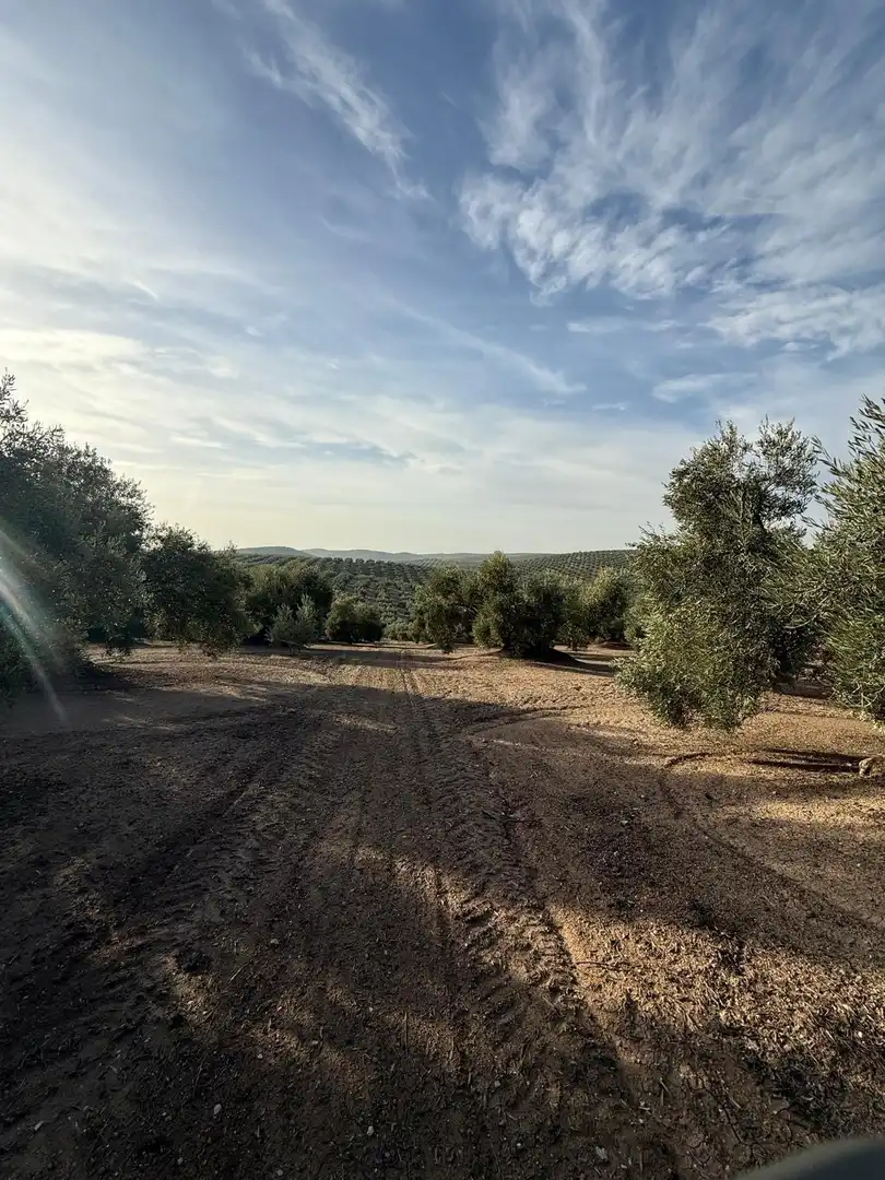 Land for sale in Benamejí