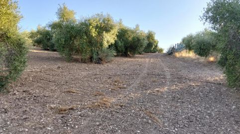 Foto 5 de Finca rústica en venta en Algodonales, Cádiz