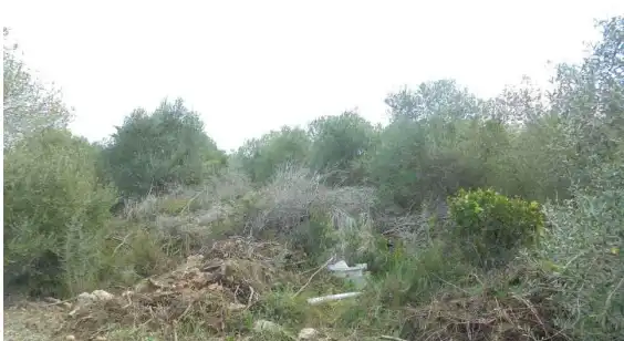 Terreny rústic en venda a Plaça Poligono 22 54, imagen 4