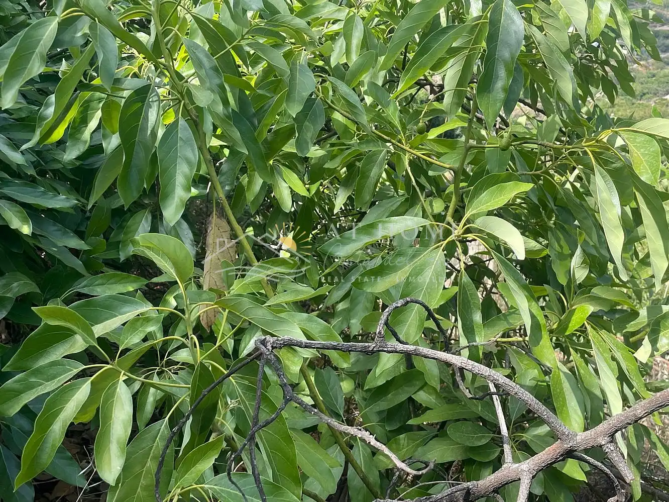 Terreni e lotti in vendita a Torrox Pueblo, imagen 13