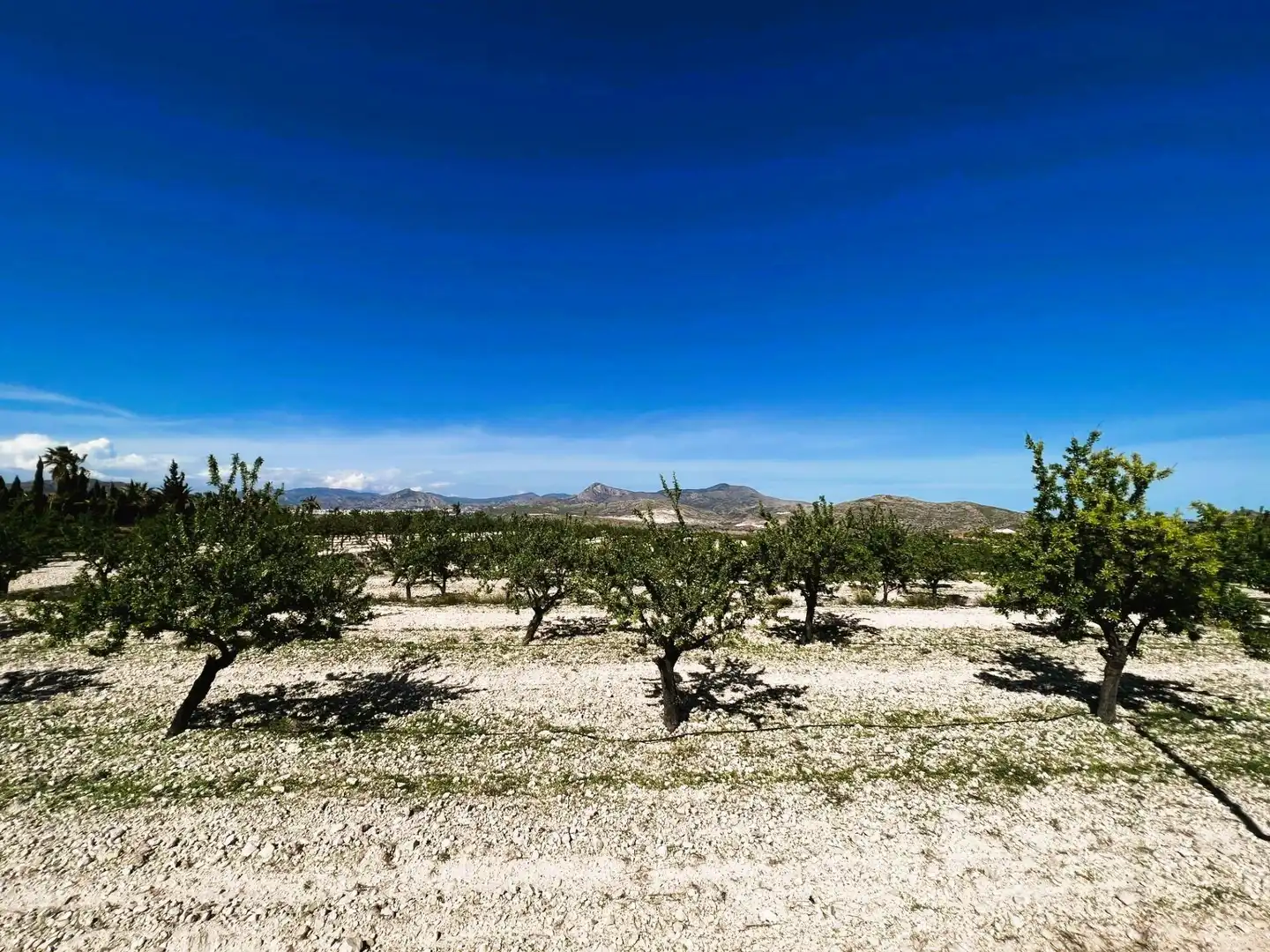 Finca rústica en venta en Monóvar  / Monòver con Aire acondicionado, Calefacción y Jardín privado