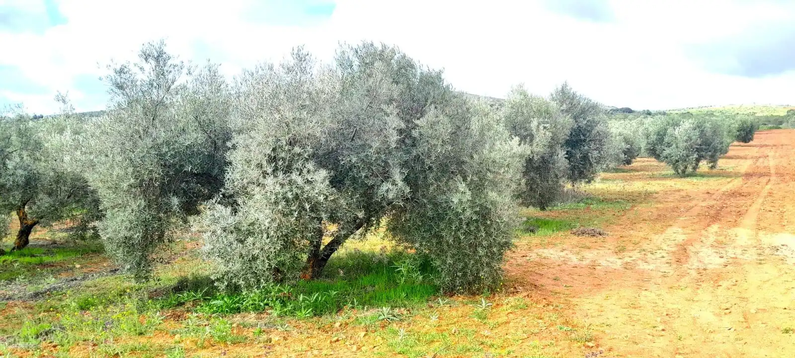 Rural land for sale in Valdepeñas, imagen 7