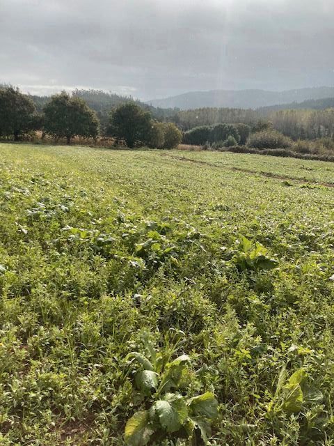 Residencial en venta en Lugar Medoña, 2, A Laracha