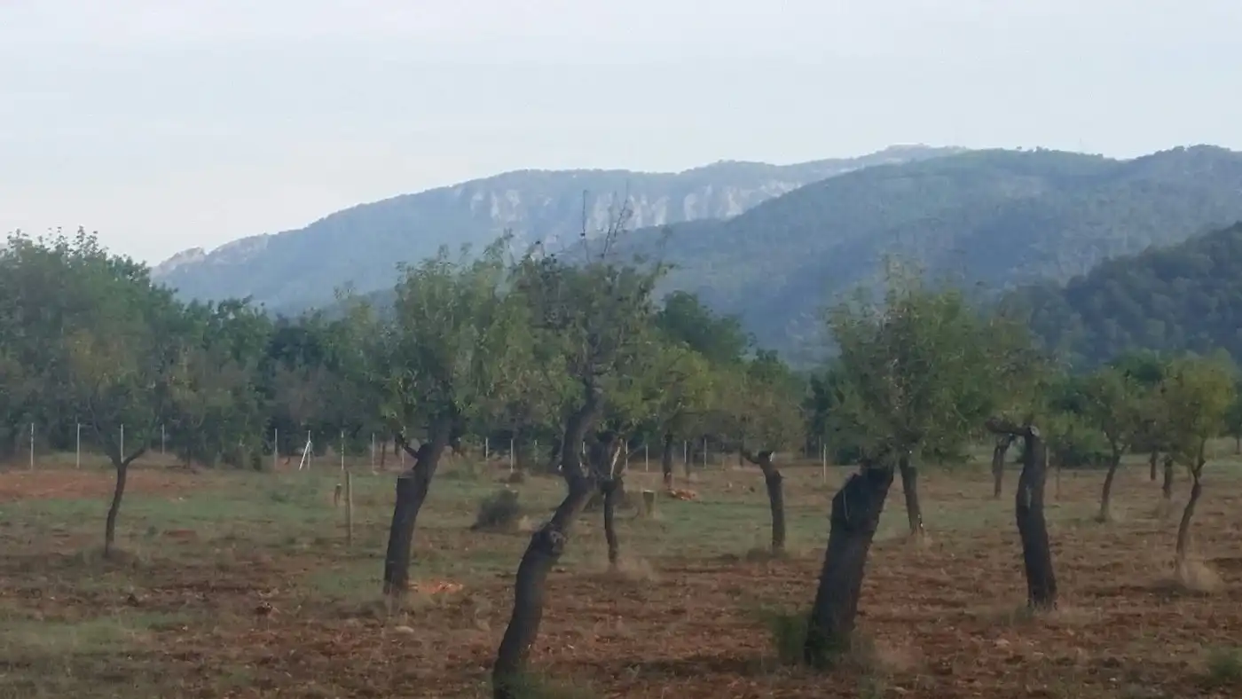 Casa rustica in vendita a Campanet, imagen 7