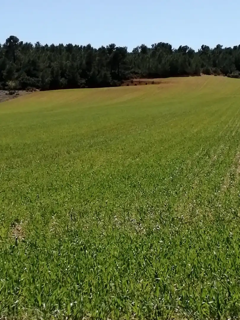 Finca rústica en venta en Jarafuel con Calefacción, Jardín privado y Amueblado