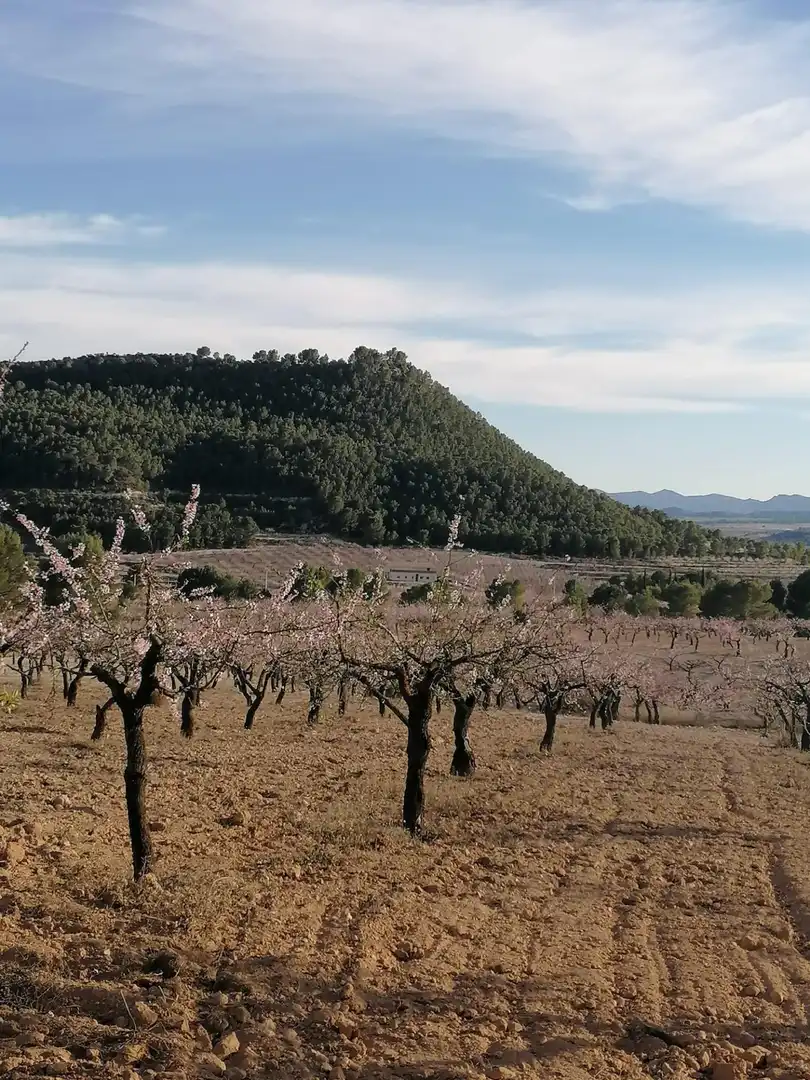 Terreny rústic en venda a Moratalla, imagen 5