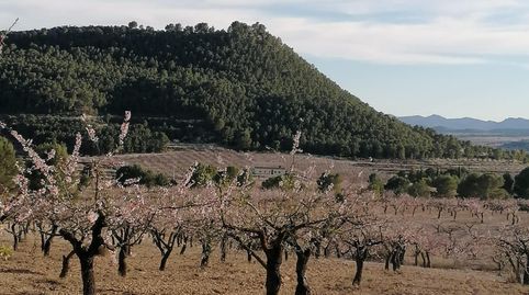 Un paraíso productivo con infinitas posibilidades tierra, tradición y rentabilidad en un entorno privilegiado, immagine 5
