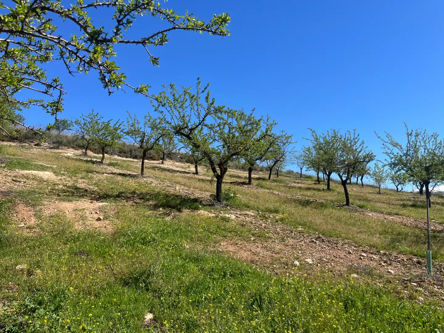 Rustikales Grundstück zum Verkauf in Camino de la Sierra, imagen 3