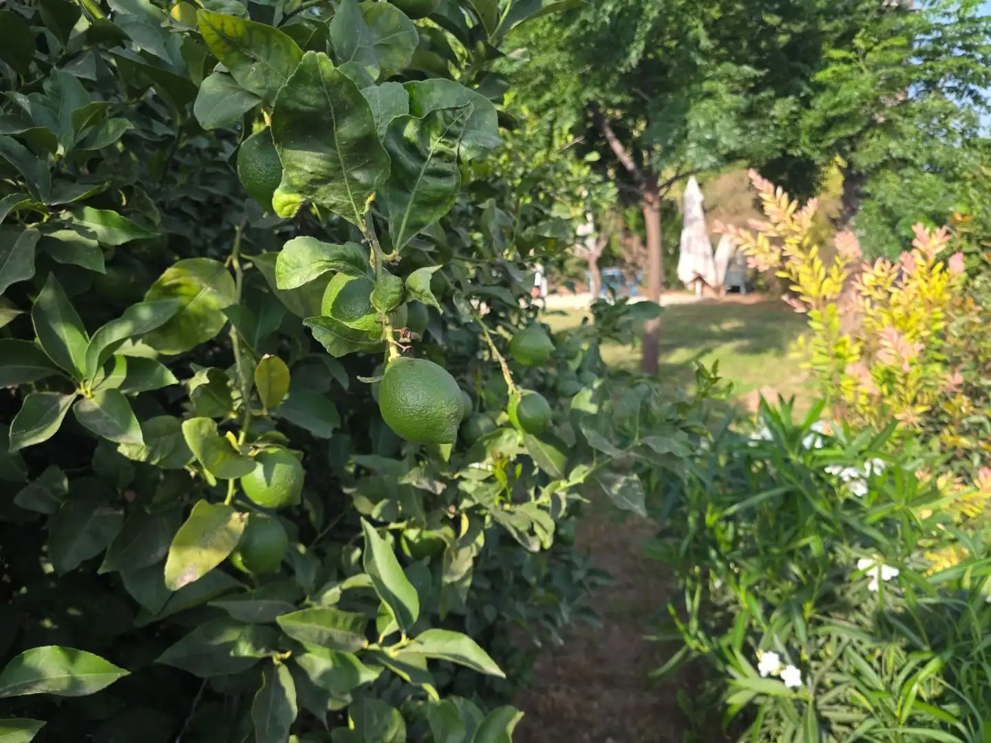 Jardí de Casa o xalet de lloguer en Ausias March