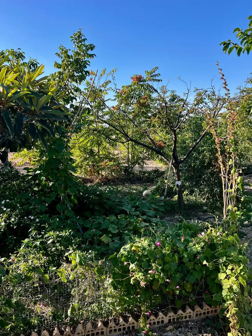 House with garden for sale in Polígono Saltet, imagen 16