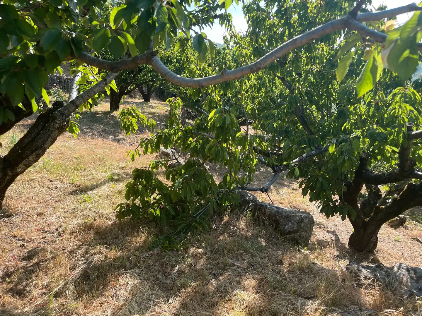 Terreni e lotti in vendita a Garganta la Olla, imagen 10