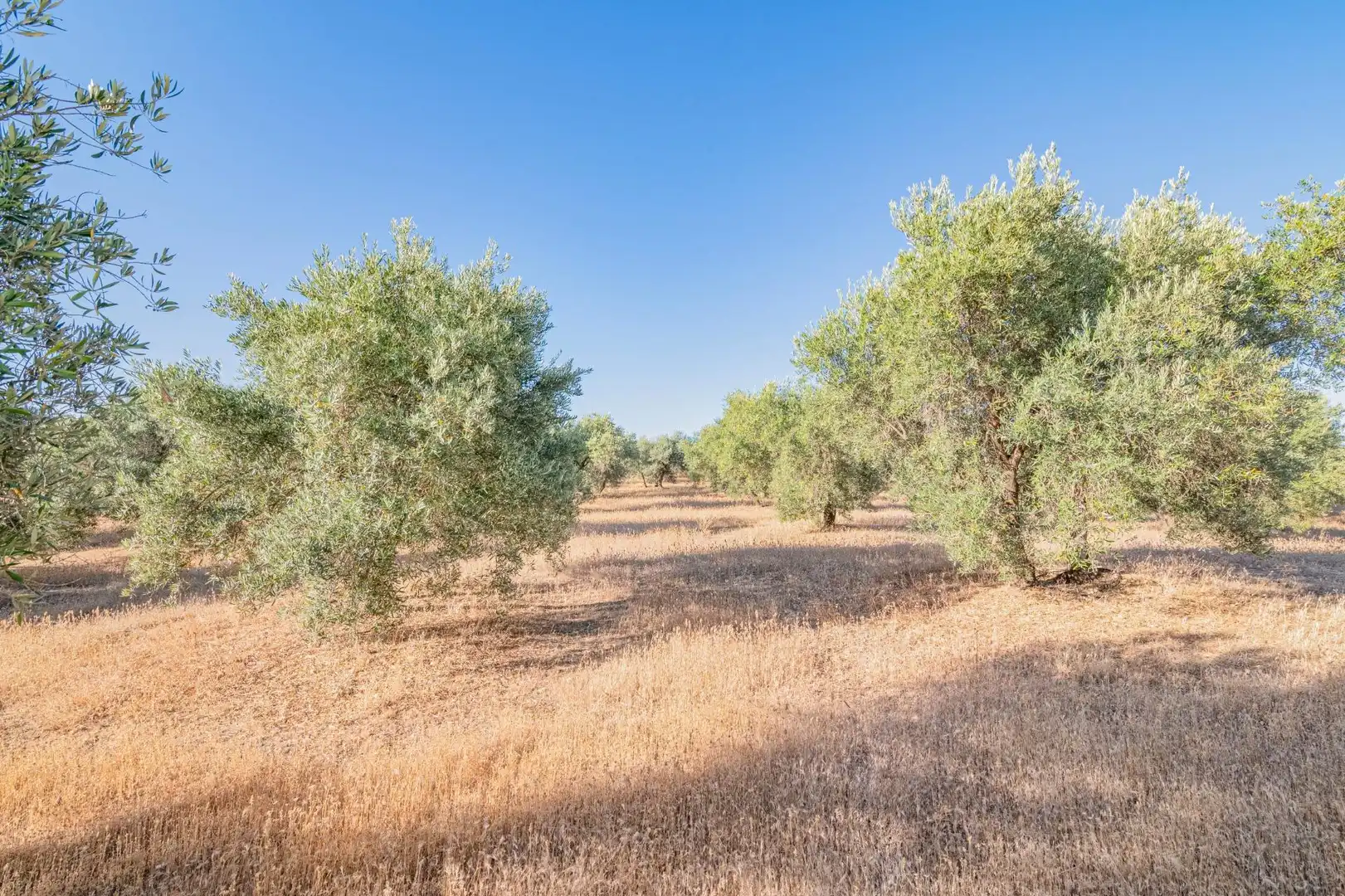 Apartments for sale in Santa Fe